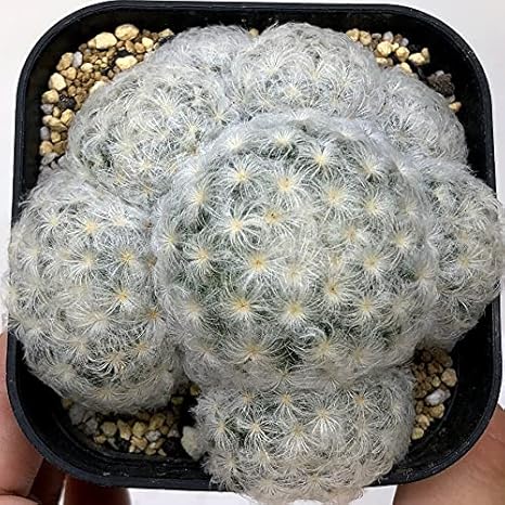 Amazon サボテン マミラリア 白星 S 観葉植物 オンライン通販