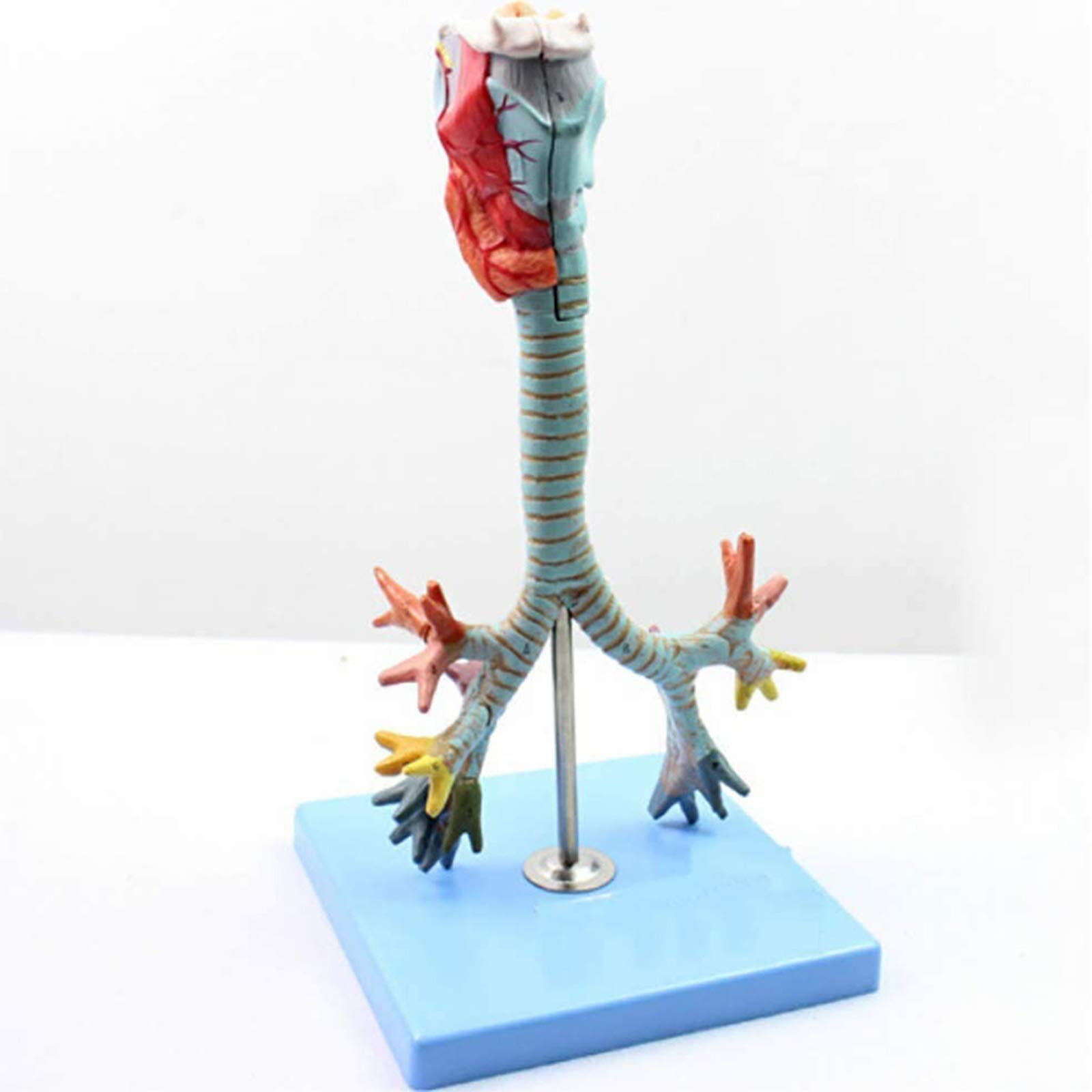 Anatomiemodelle, Anatomisches Kehlkopfmodell, Demonstration der Lungenbronchoskopie
