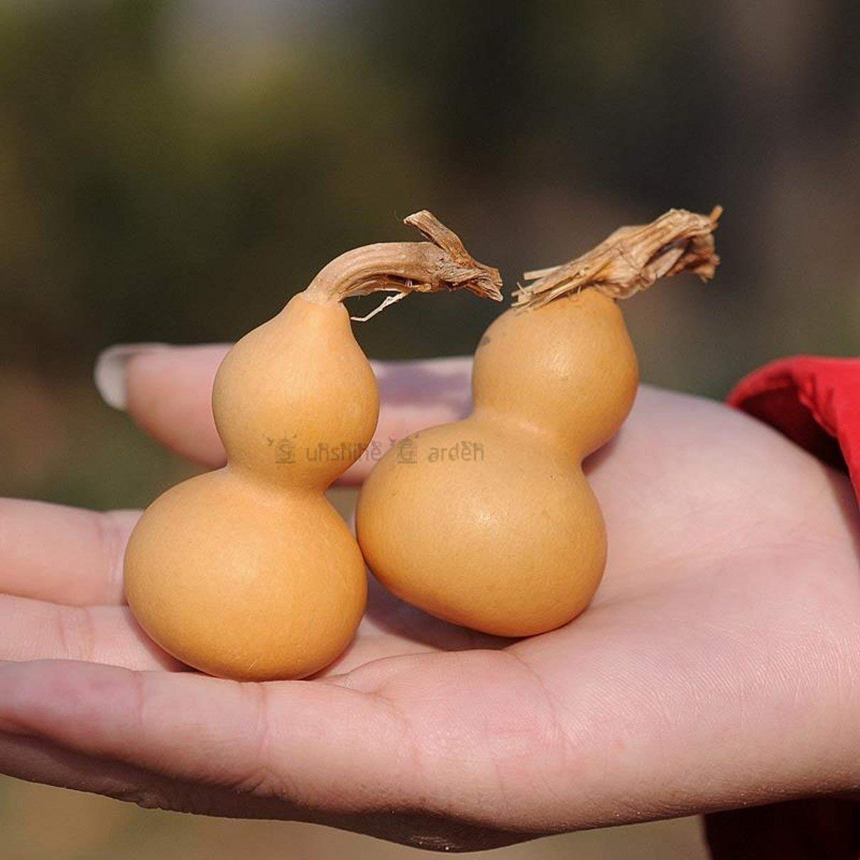 ZHONGJIUYUAN - Confezione da 20 zucche secche con mini zucche naturali, coltivate a mano e eterne, 4-6,5 cm
