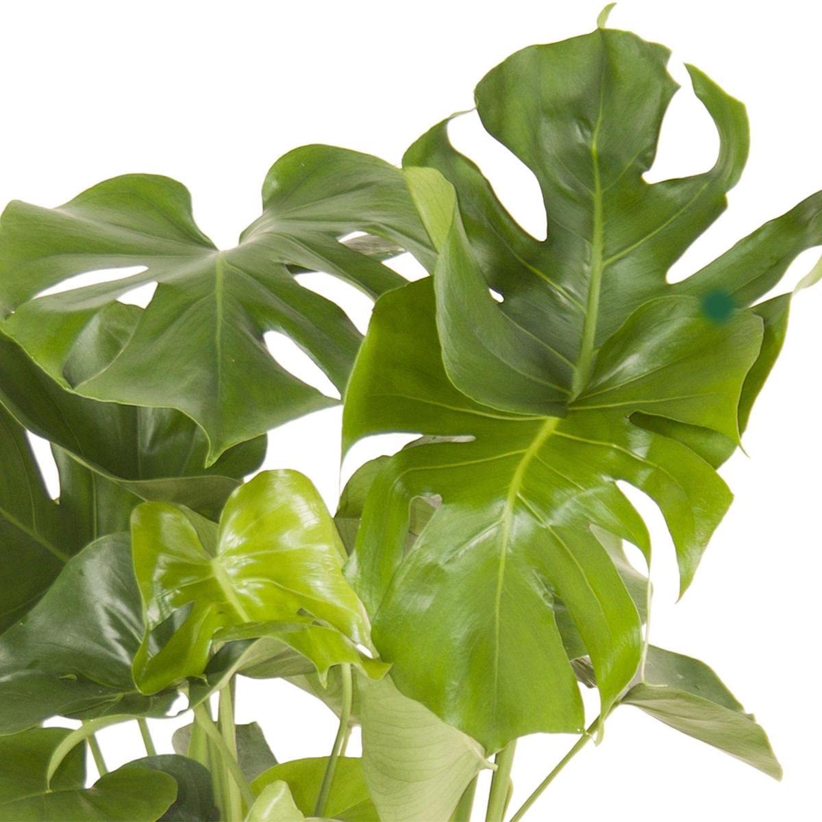 DECOALIVE Monstera Deliciosa Premium Planta Natural de Interior de Máxima Calidad