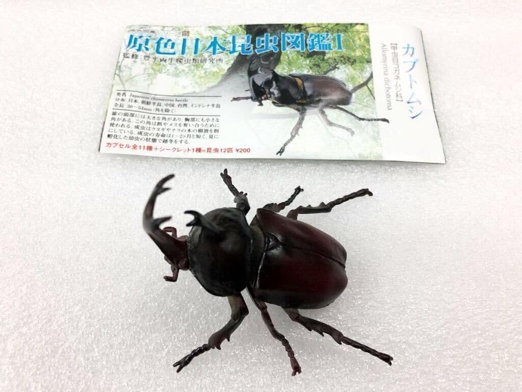 Amazon.co.jp: 原色日本昆虫図鑑カブトムシYUJINユージン昆虫
