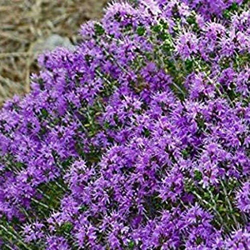 500 Stück Rock Cress Seeds Leicht zu züchten Bodendecker Blume Mehrfarbige Grünlandpflanzensamen für Rasen - Blau – Bild 6