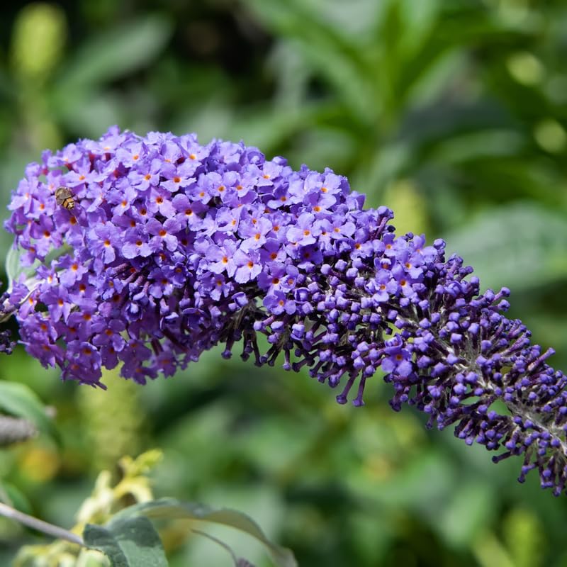 Purple Butterfly Bush Plant in 4 Inch Pot
