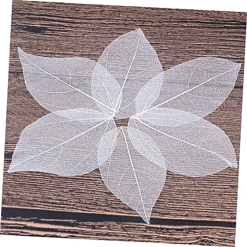 6 Pack de Hojas Secas Naturales para Manualidades miniatura 4