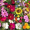 Seed Needs Garden Flower Seeds Large Blooms Mix Hummingbird and Butterfly | 1 Ounce No Filler 7 Varieties Open Pollinated | Resealable Package Live Wild Flower Seed | Bulk #5
