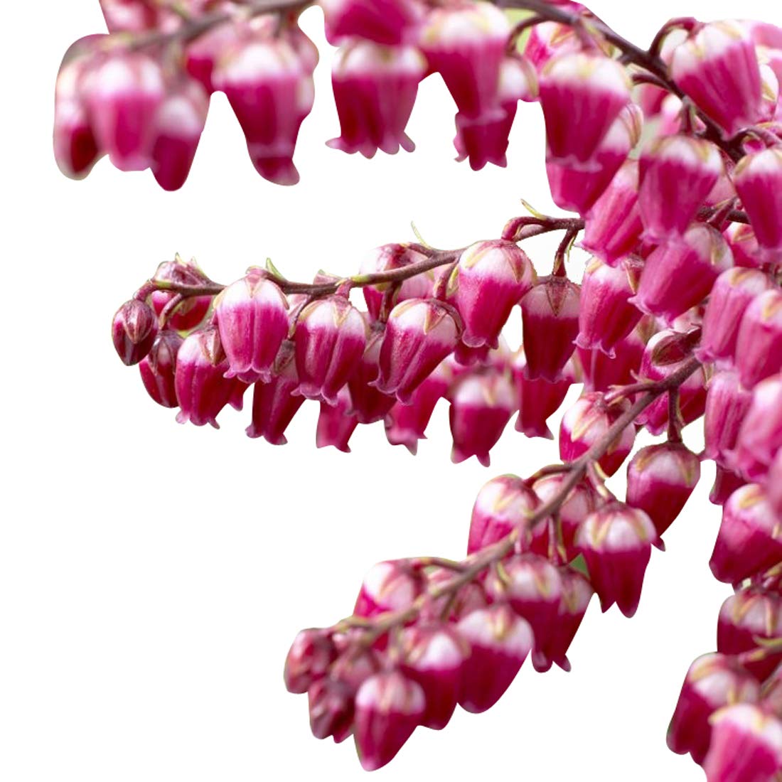 Nema Convallaria majalis Lily Flower Seeds-Pink-100Pcs