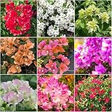 bougainvillea - exotische garten blumensamen bougainvillea kletterpflanzen winterhart pflanztöpfe kräutersamen balkon deko balkon garten blumenwiese 150samen