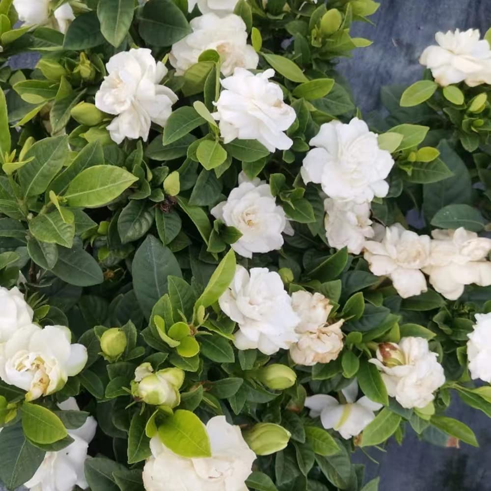 Gardenia jasminoides - ufficio ornamentali giardino balcone interno rampicante pendenti, 20piante