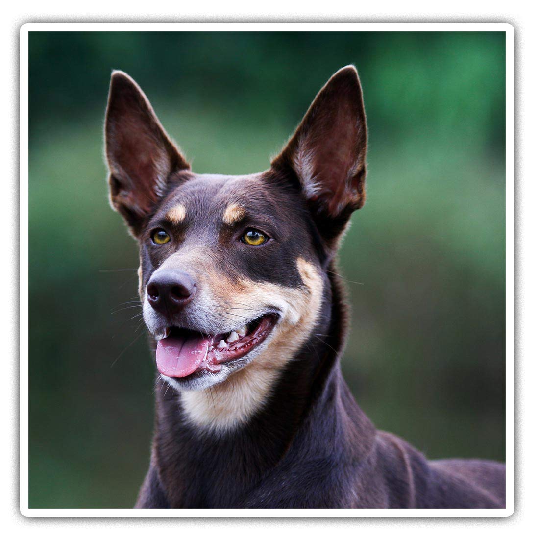 Destination Vinyl Ltd Multi 2 X 7.5Cm Square Vinyl Stickers - Australian Kelpie Sheep Dog Farm Dogs Decals 44169