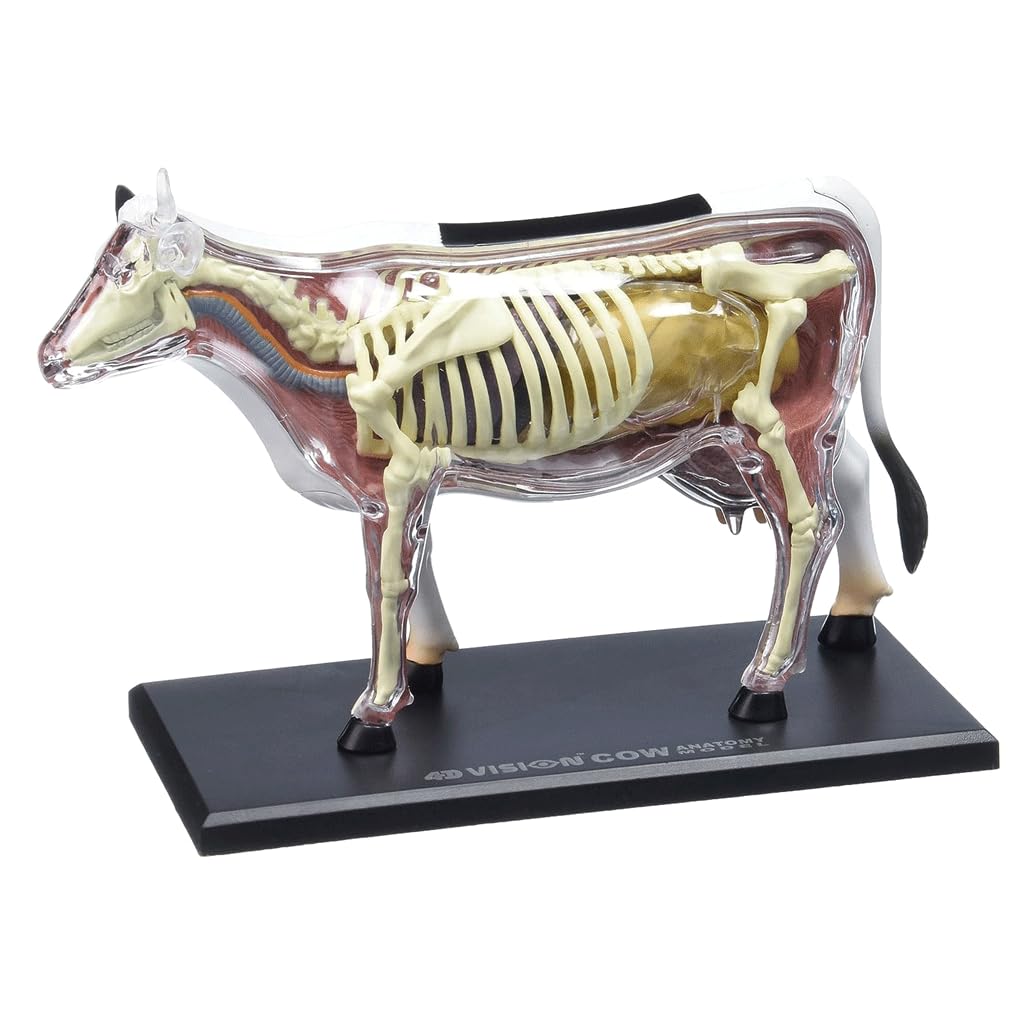 ASSICON Kits de Modelos anatómicos Modelo de anatomía de órganos Animales, 32 Piezas Desmontables para demostración de enseñanza de Animales, formación Veterinaria en clínica de Mascotas