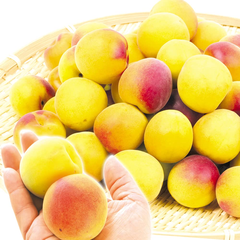 人気の和歌山県産 完熟 紀州南高梅 13kg