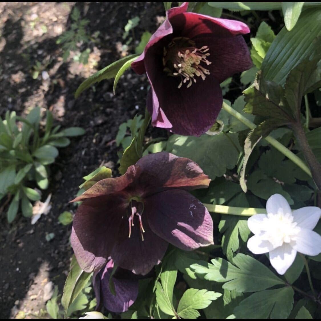 クリスマスローズ抜き苗 20本 【公式通販】