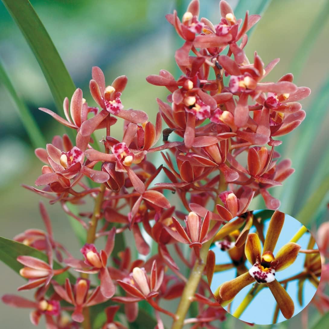 厳選クリスマスローズクレオパトラ等交配発芽苗10芽 - WWW