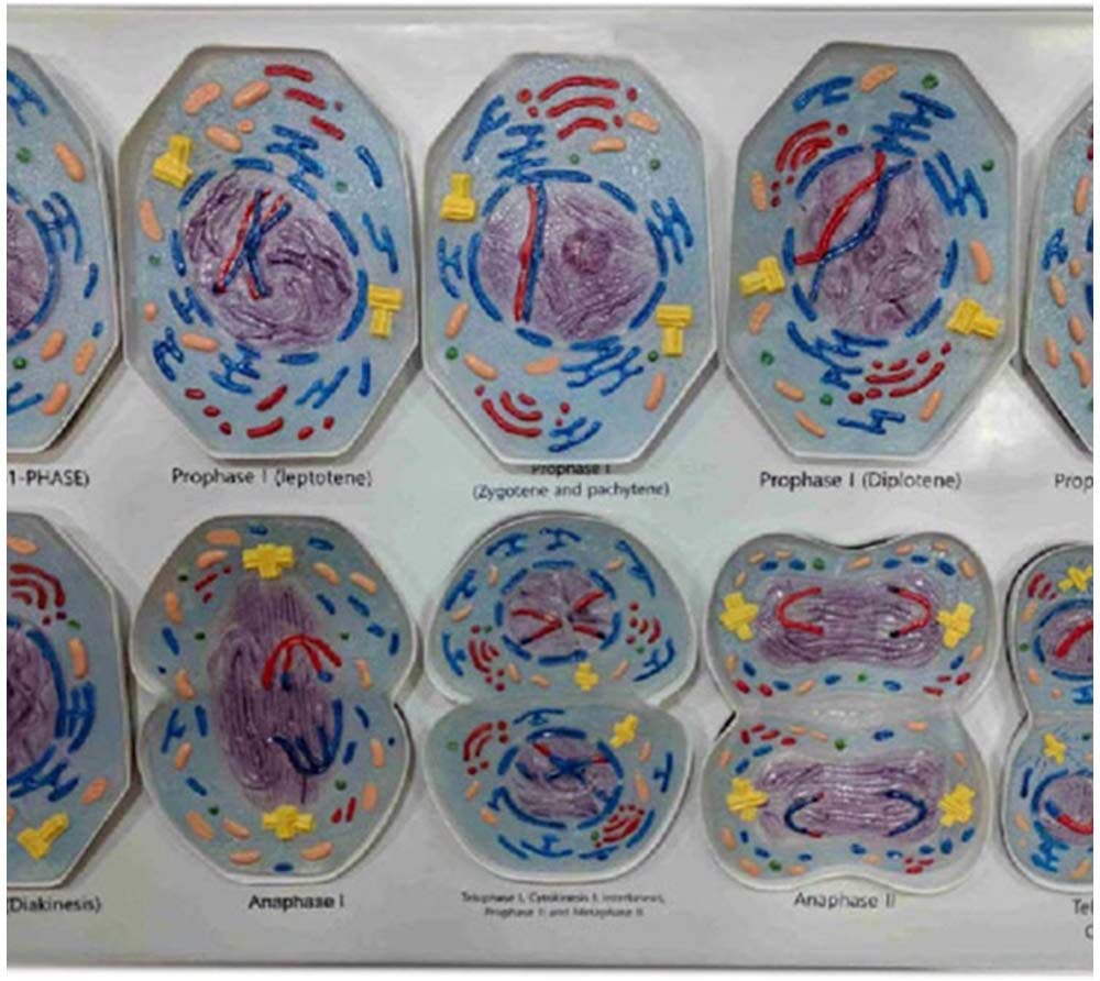 Estudio sobre La Educación De La Línea De Biología Celular De 10 Estructuras Clasificadas De La Meiosis Celular En El Modelo Celular del Modelo Anatómico