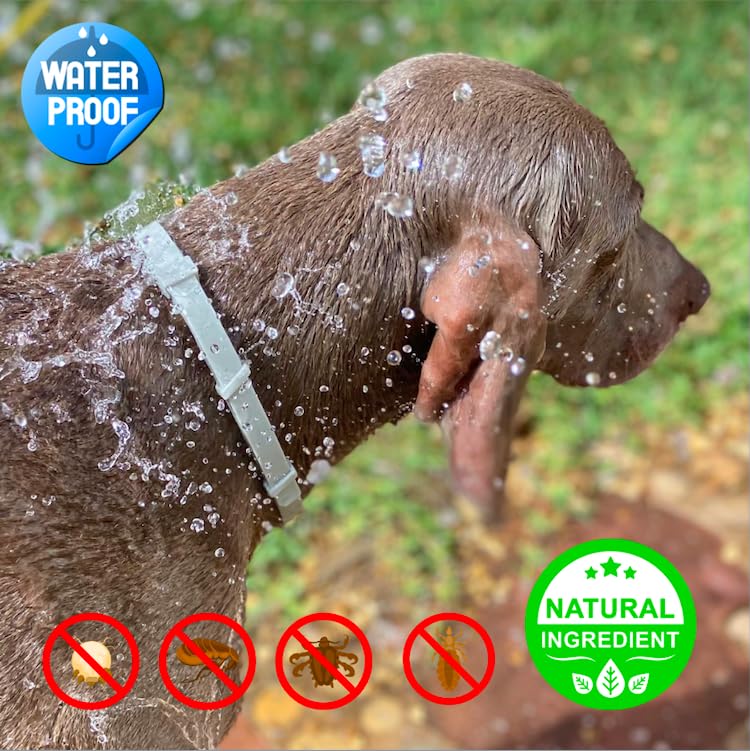 Collare Antipulci Cane, 12 Esi Di Protezione 100% Naturali Collare - Foto 11