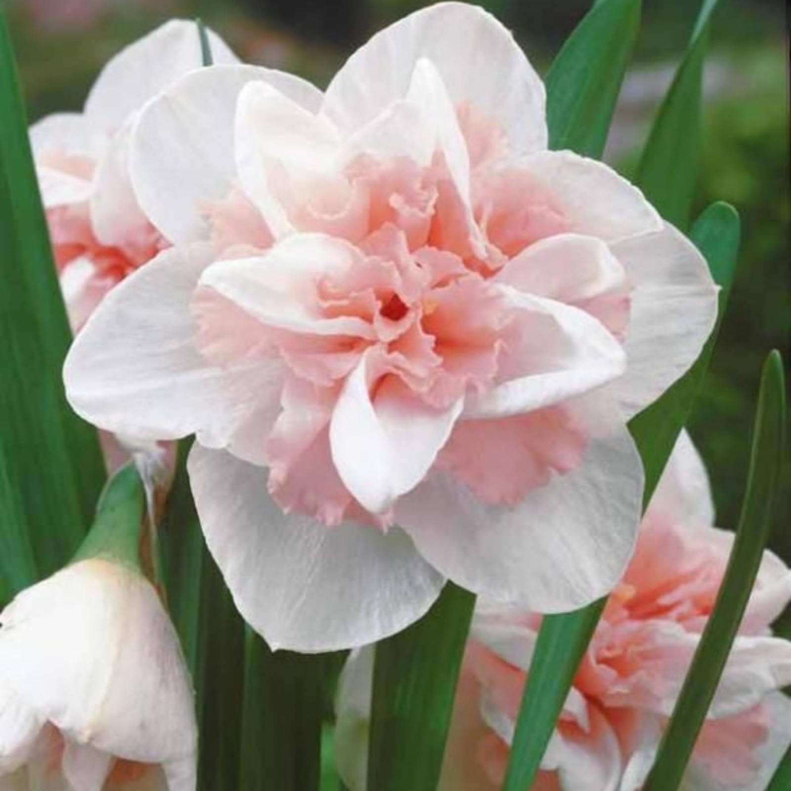 Gorgeous Daffodil Bulbs Mix for Planting Now UK/Cut Flowers/Good for Containers/Strong Plants That Grow Well/Greening Flower/Natural Organic/Wedding Flowers.-2bulbs-D