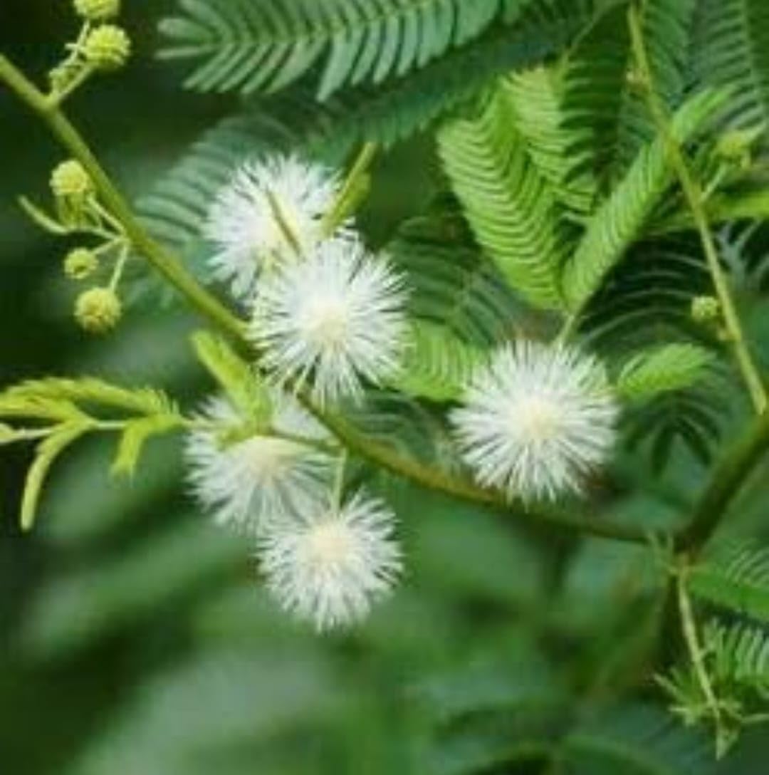 ISHAN PLANT HUB''Live White Touch-Me-Not Plant (Mimosa Pudica Alba) – Rare Sensitive Tree | Pure White Flowers | Chui-Mui | Home Garden Beauty | Medicinal & Moving Tree>Pack Of-1-image-37