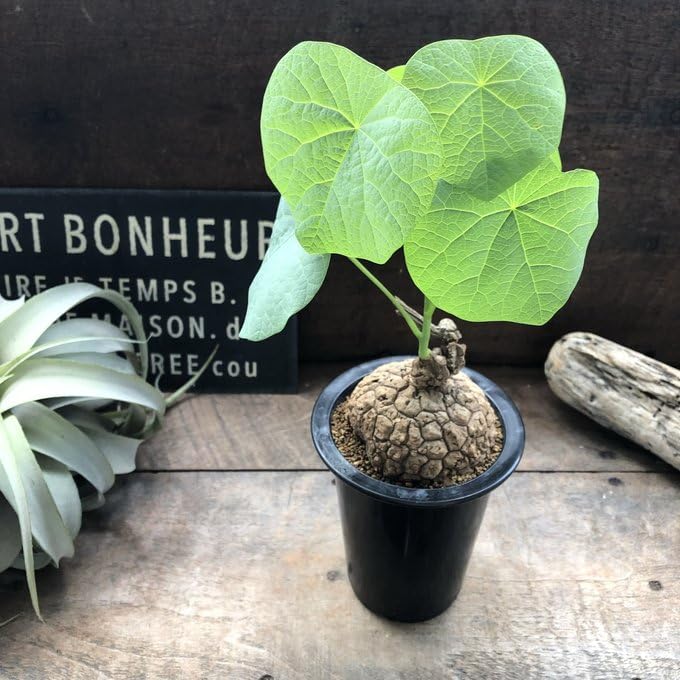 Amazon｜スベローサ ステファニア 立派 塊根植物 多肉｜観葉植物