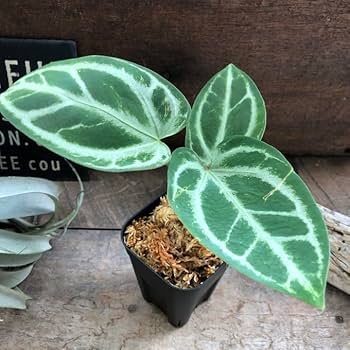 アンスリウム シリ / Anthurium Sirih② アンスリウム シリ / Anthurium Siri（A.radicans×A.dressieri