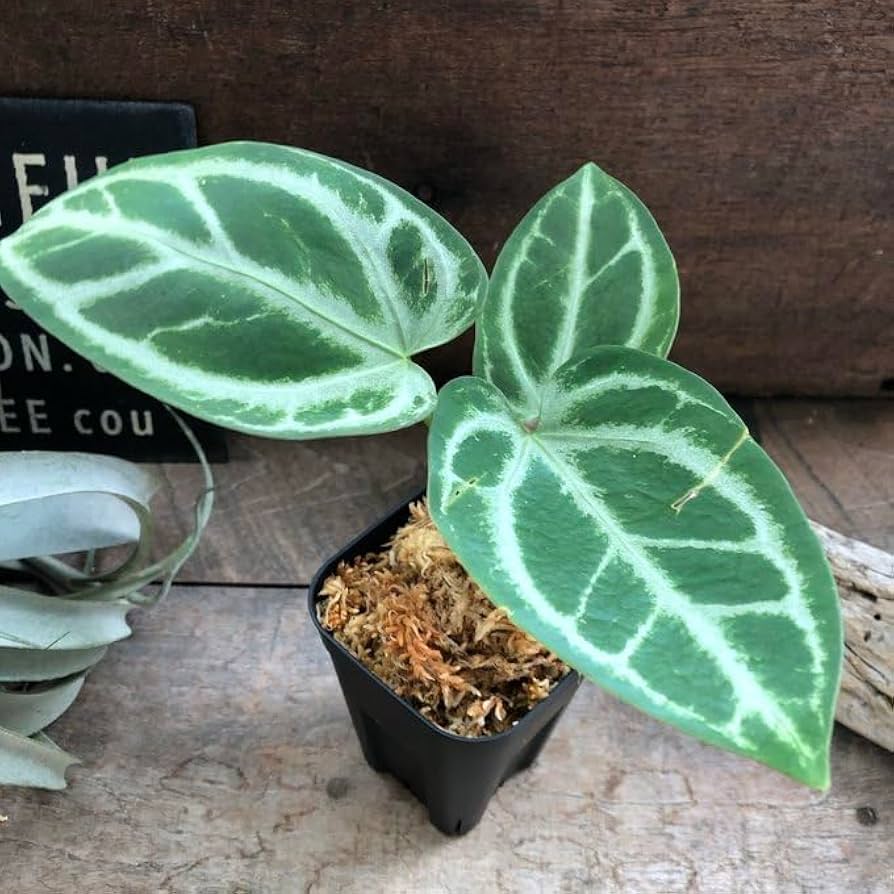 Amazon | アンスリウム SKGシルバーハイブリッド ×マグニフィカ