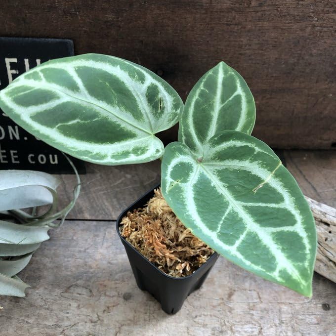 172 magnificum Silver マグニフィカムシルバー アンスリウム マグニフィカム'シルバー'×（ミシェル×ザラ）F3 | GREEN LUCK