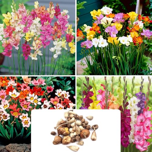 35-Piece Garden Bulb Collection Ixia Corn Lily Freesia Single Gladiolus Grandiflora & Sparaxis Tricolour Perennial Summer Flowers Ideal for UK Garden Conditions