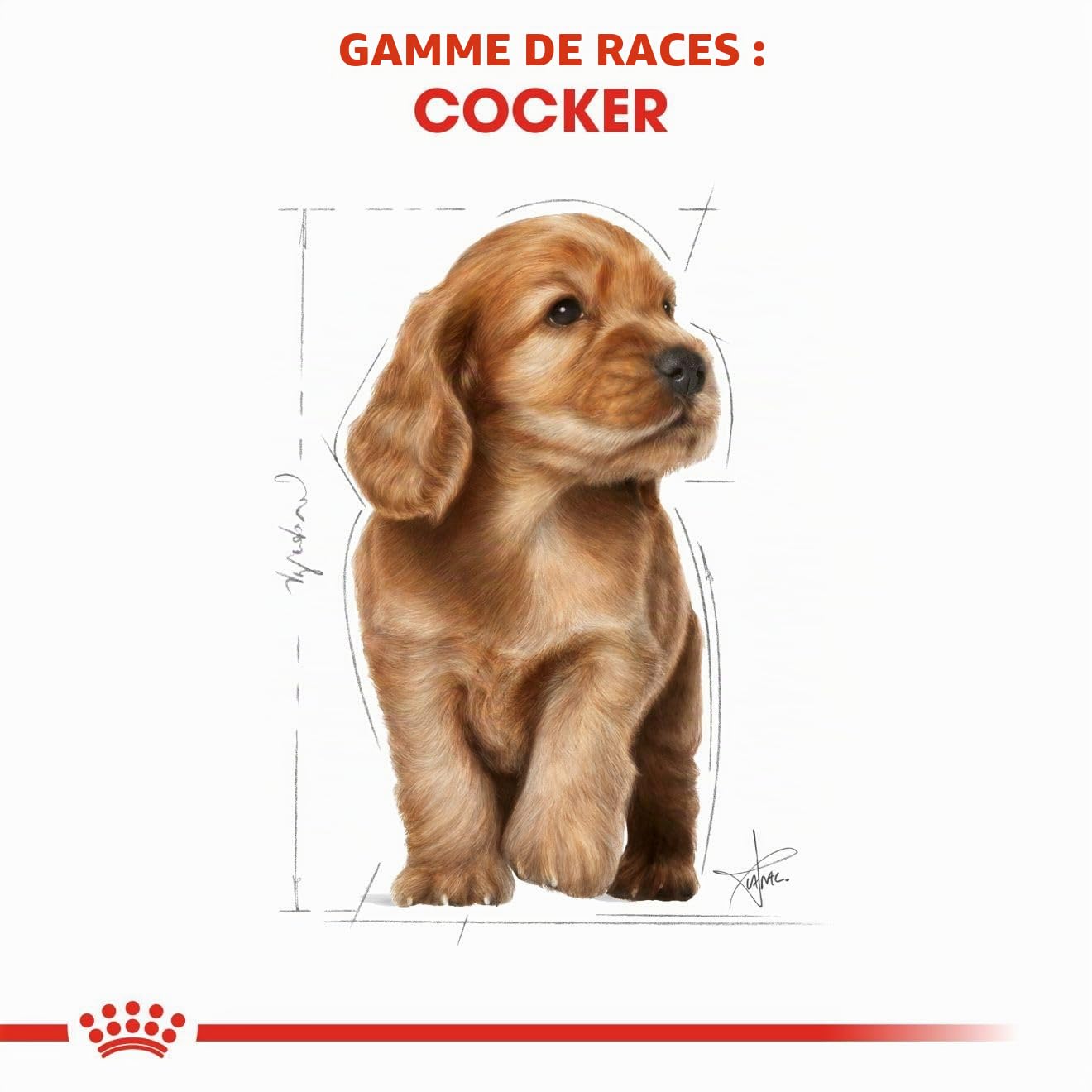 ROYAL CANIN COCKER JUNIOR sac de 3 kg/Croquettes pour chiot COCKER de 2 à 12 mois