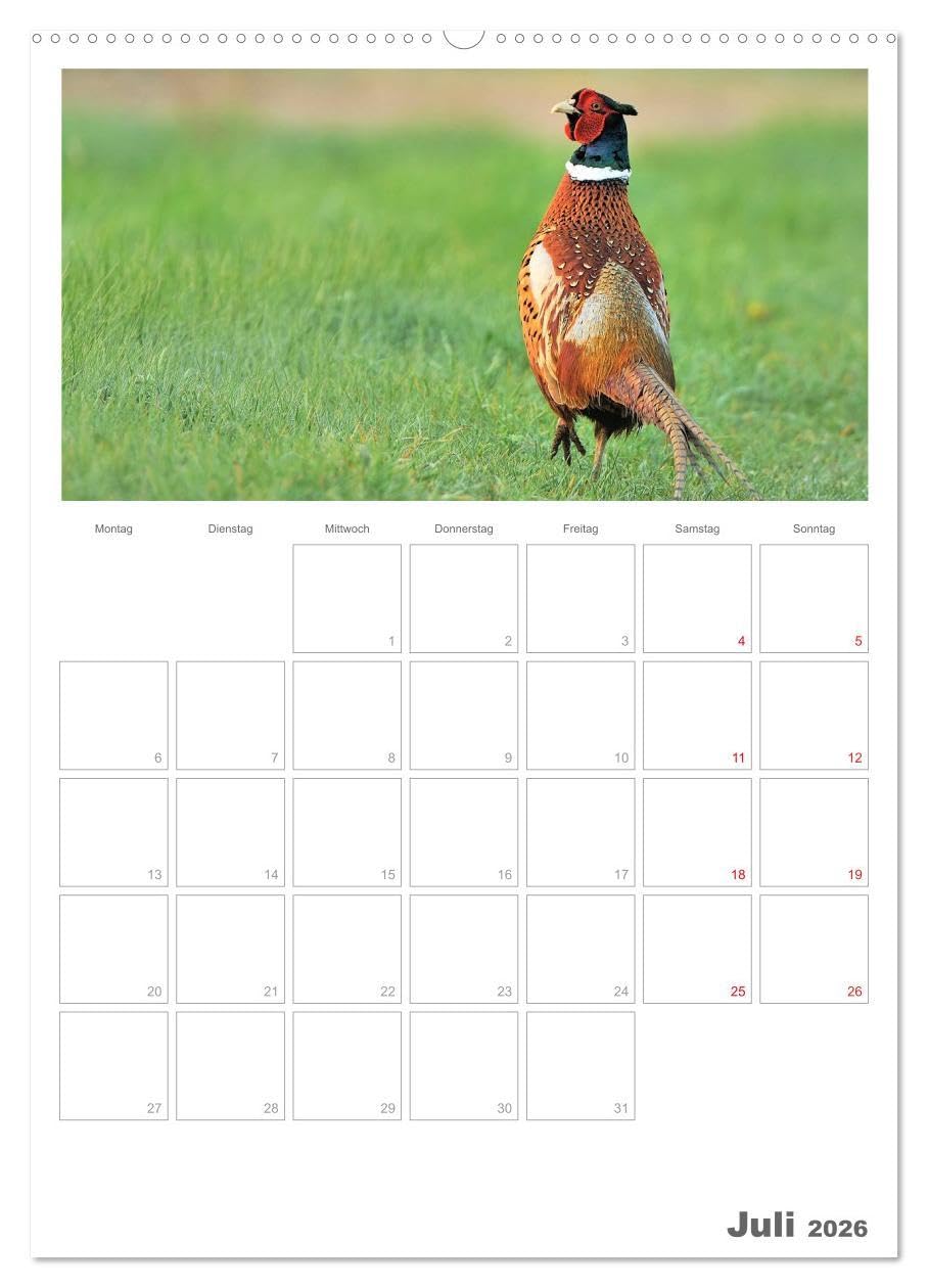 Rehe & Co/Planer (hochwertiger Premium Wandkalender 2026 DIN A2 hoch), Kunstdruck in Hochglanz: Wildlife Rügen/Deutschland (CALVENDO Tiere)