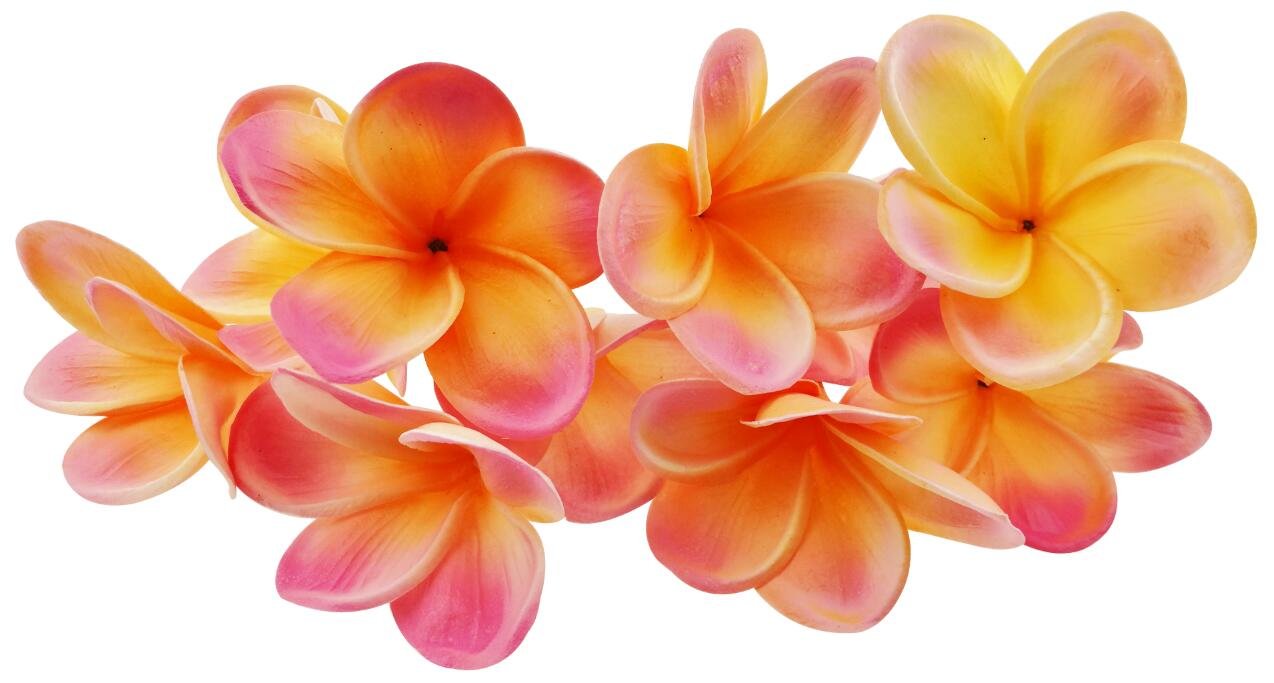 Winterworm Bunch of 10 Real Touch Artificial Plumeria