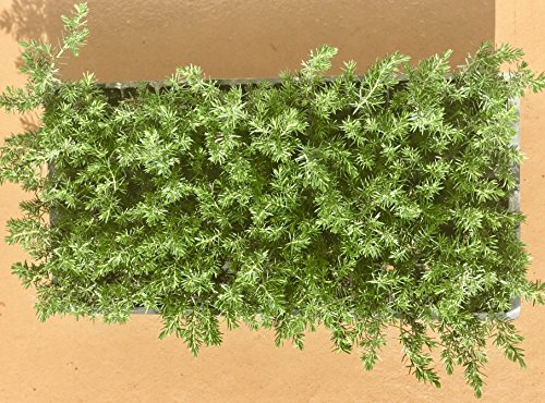 Juniper Blue Pacific - 30 Live Plants - Drought Tolerant Cold Hardy Evergreen Ground Cover #TOP4