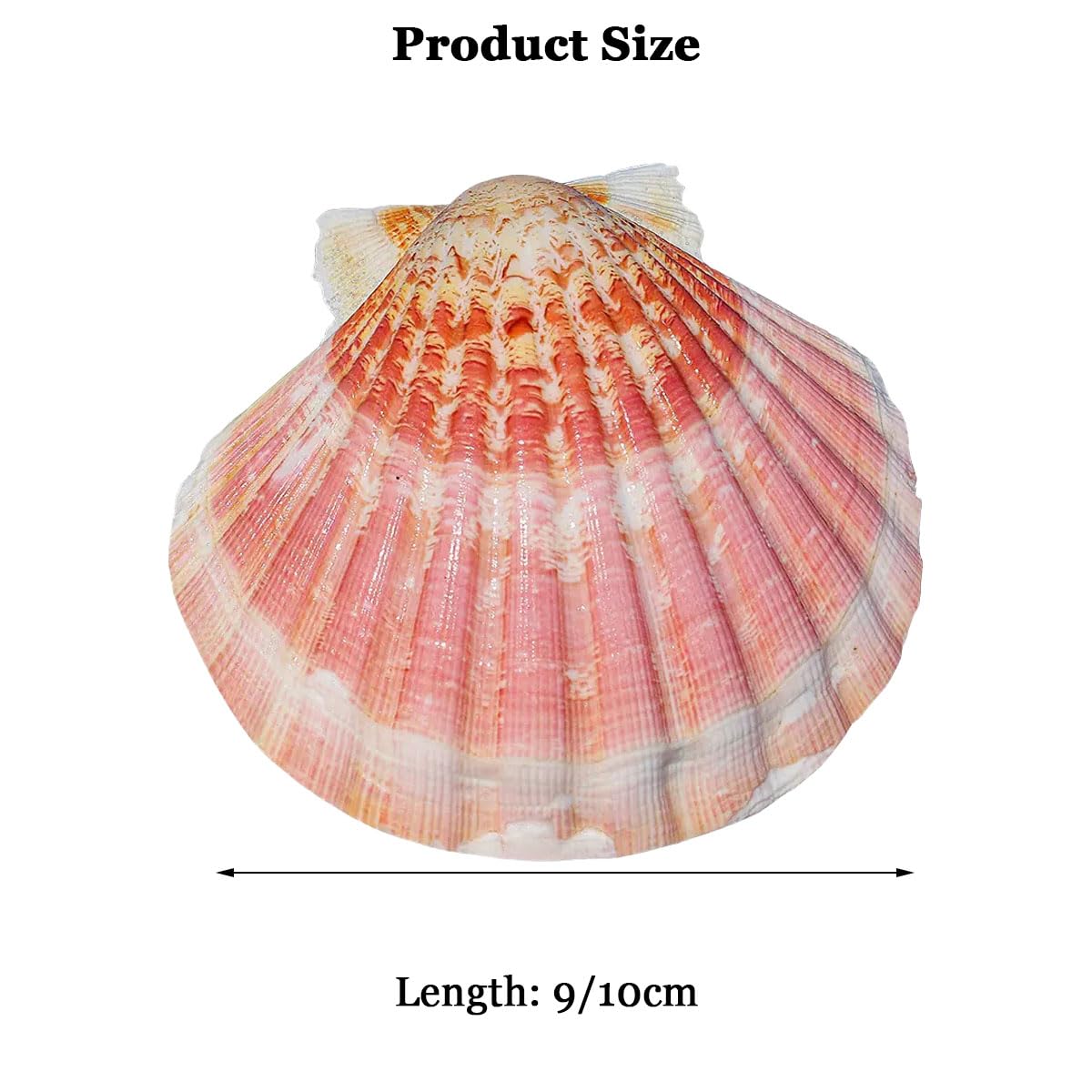 Grandi Conchiglie Marine, Conchiglia Naturale, 9-10 cm for Decorazioni for Matrimoni, Tema Spiaggia, Feste, Decorazioni for la casa, Acquario, paesaggistica, 9 cm(10cm)