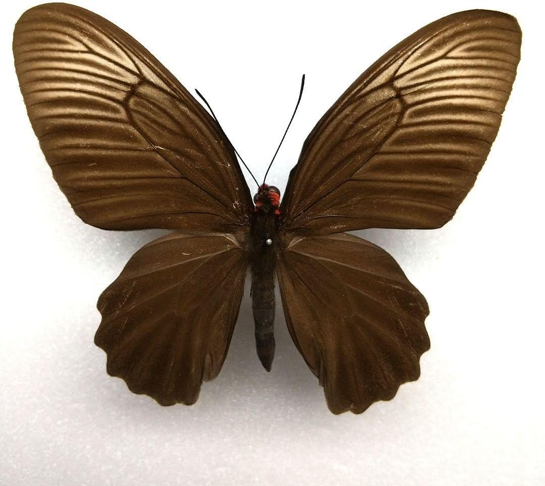 蝶標本 ノックスアケボノアゲハ <0729z蝶標本> 2025年最新