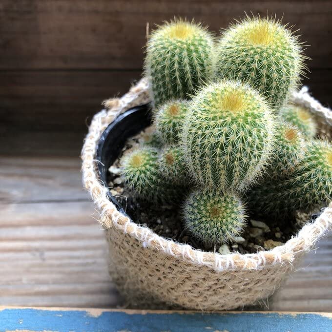 Amazon｜金晃丸 サボテン 小株たくさん 黄金｜観葉植物 オンライン通販