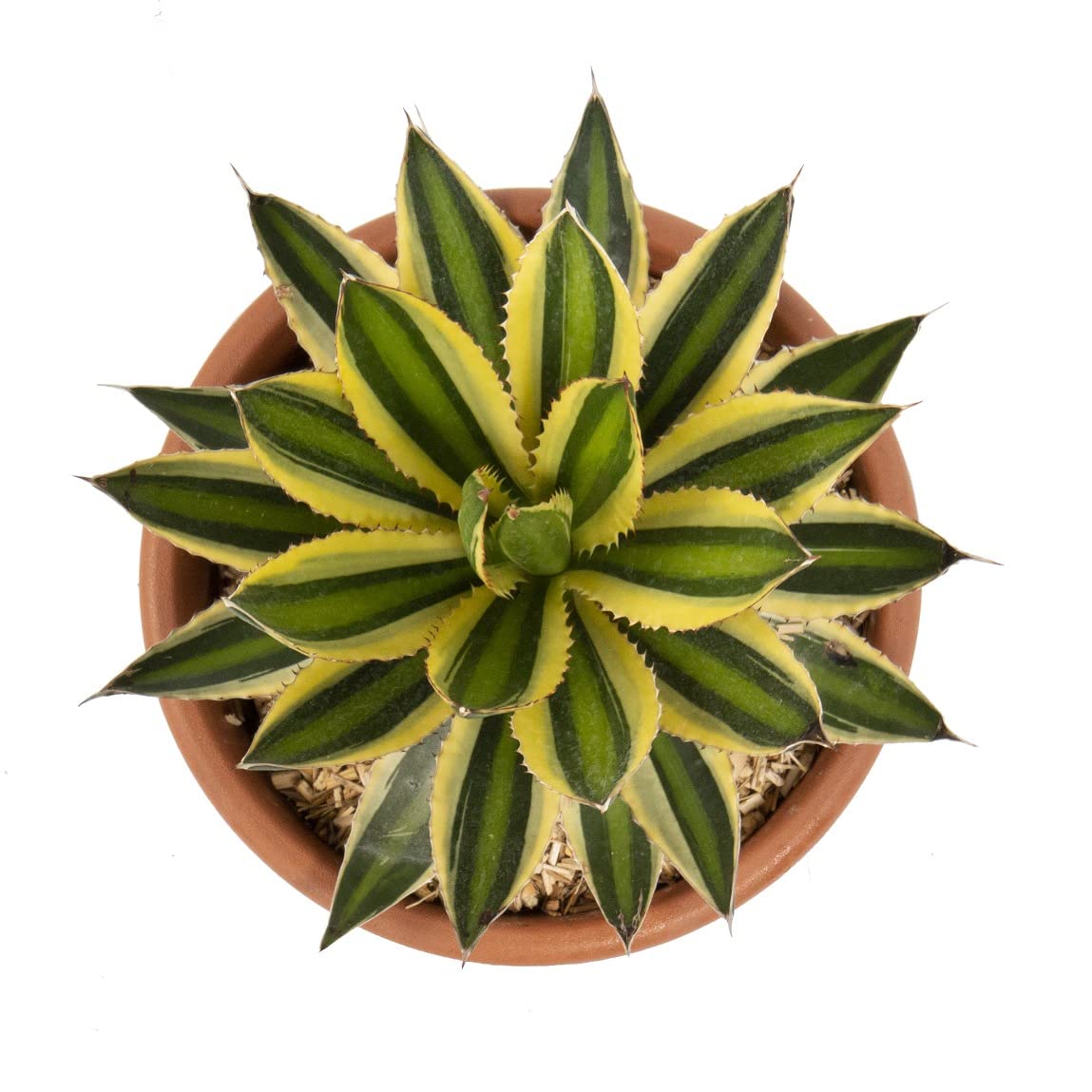 Garden Art Agave Americana Indoor Housing Plant Air Purifier Plant(pack of 1 healthy plant) (B09Y8ZBFKF) Amazon Price History, Amazon Price Tracker