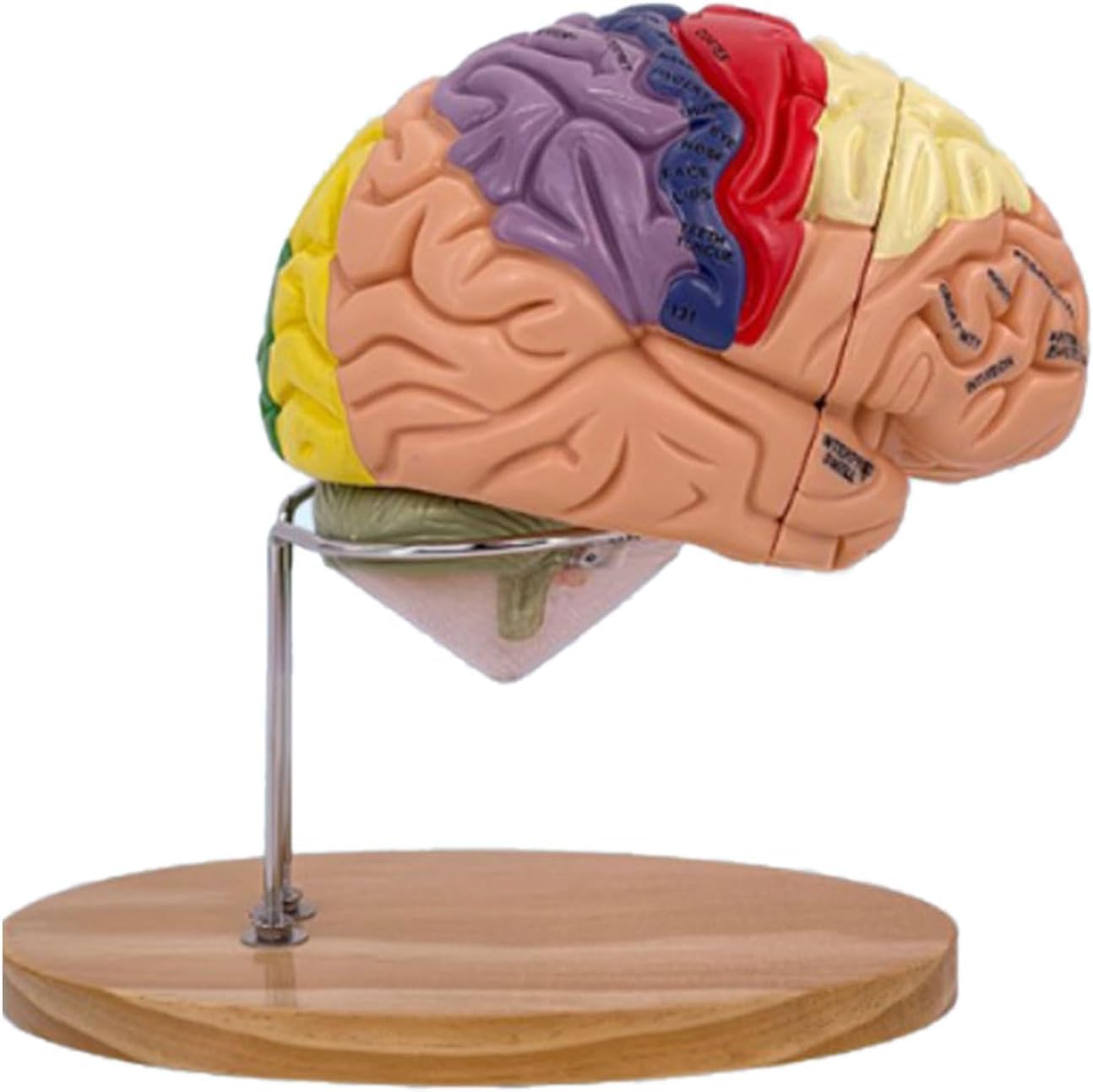 Model nauczania anatomii ludzkiego mózgu do badania chorób mózgu, model narządów do edukacji medycznej