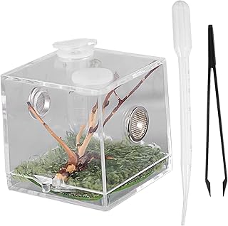 Caixa Aranha Saltadora Caixa De Criação De Répteis Pequenos Terrários Animais De Vidro Em Miniatura Aranha Saltadora Habitat Caixa De Incubação De Répteis Caixa De Acrílico