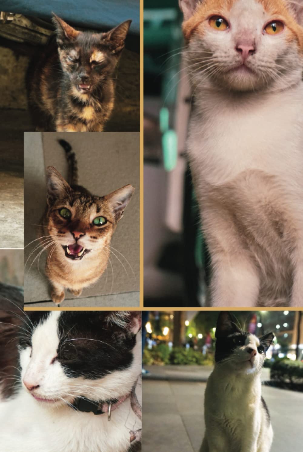 Journal intime chat et chaton MylesTales pour immortaliser vos souvenirs