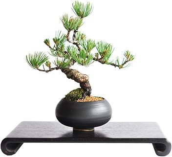 松の盆栽 約20cm 楽天市場】盆栽 松 和モダン 五葉松 中サイズ 漆黒浅丸 受け皿付