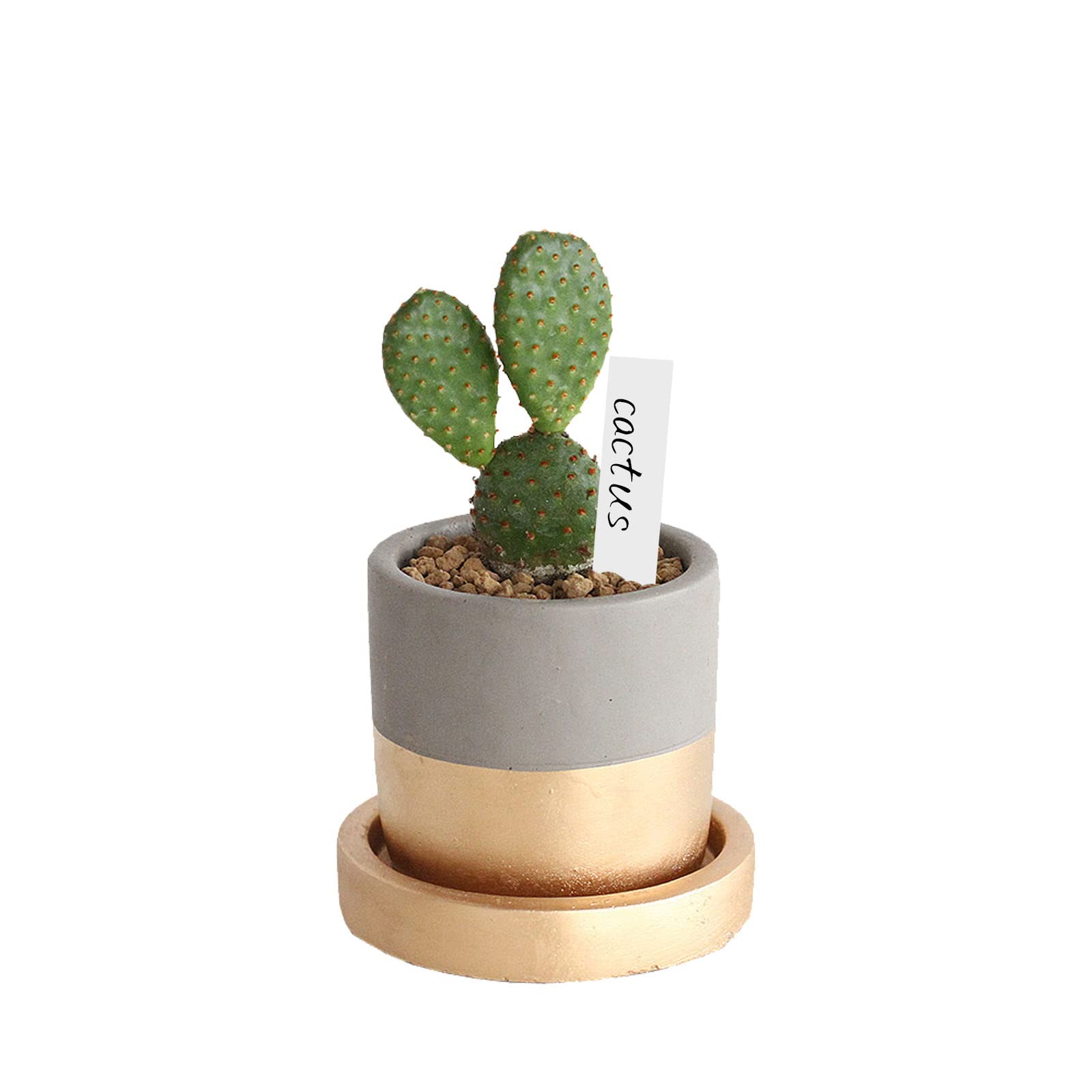 Lot De 120 étiquettes Pour Plantes Résistantes Aux Intempéries - 6x10 Cm, Noires, Double Face - 10