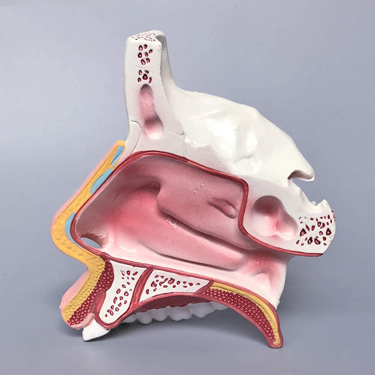 Montaż Anatomicznego Kształtu Nosa Anatomii ENT Model Anatomii Dla Modelu Nauczania Nauki, Wielobarwne Materiały Dydaktyczne Do Szkoły, Edukacji