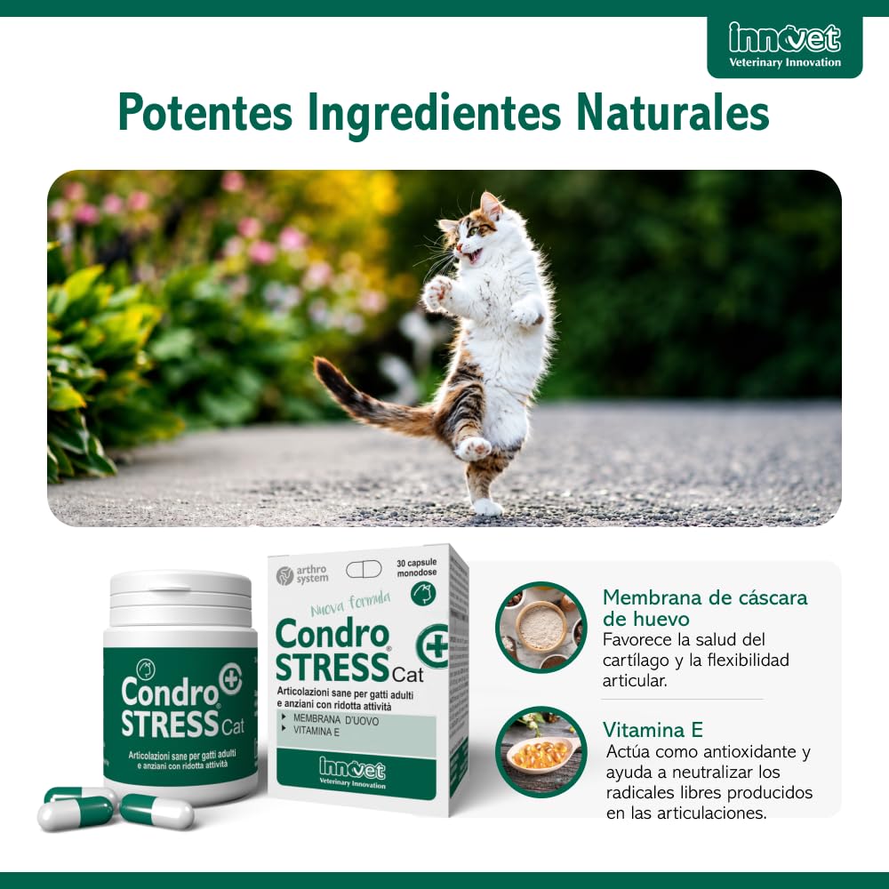 Innovet Condrostress (+) Cat, para gatos adultos y ancianos con rigidez articular, contra la osteoartritis, preserva la capacidad de movimiento, neutraliza los radicales libres, paquete de 30 cápsulas