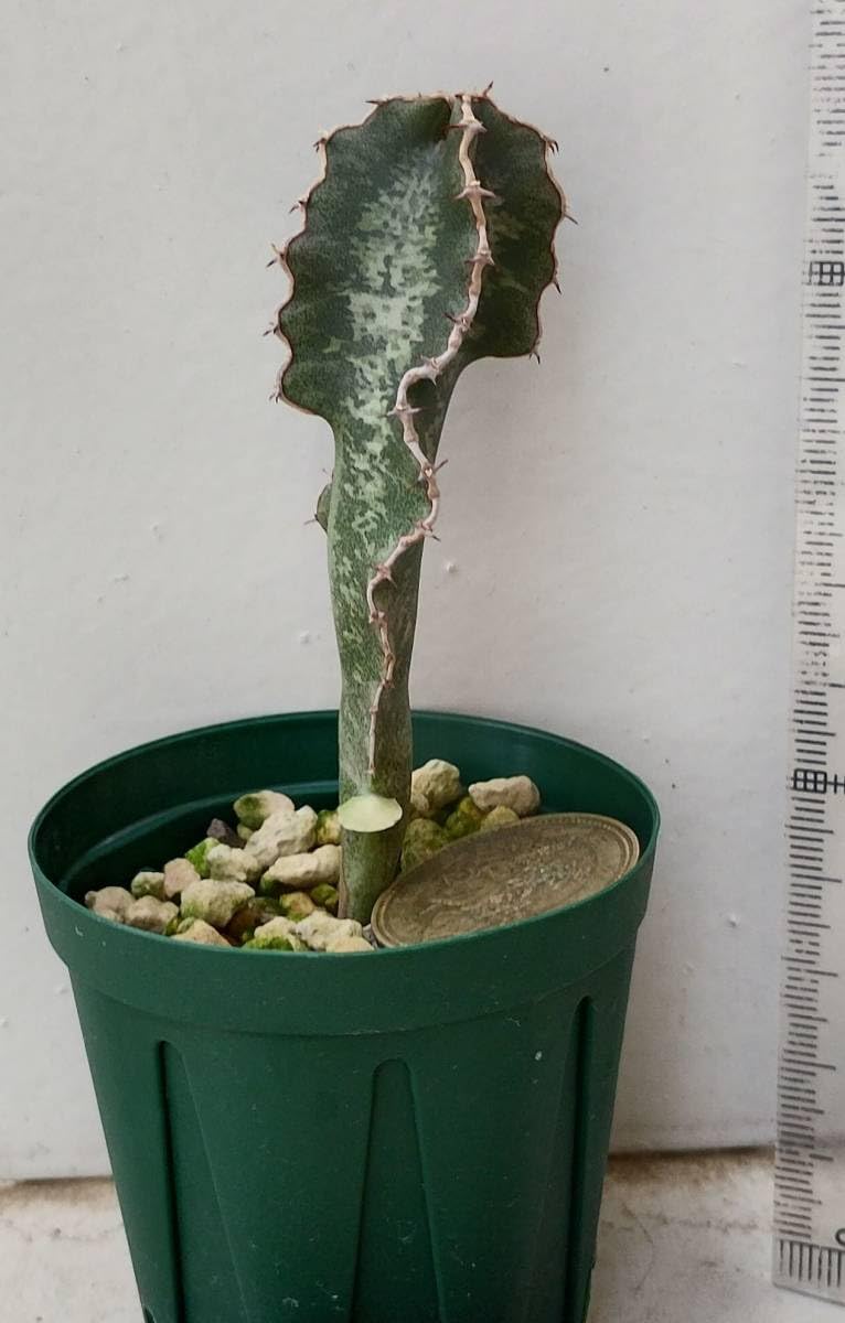 実生　Euphorbia robecchii　原種　ユーフォルビア　ロベッキー 美しい模様🔥 色々良い株ゲットできた🔥 . . . #ユーフォルビアロ その他多肉植物