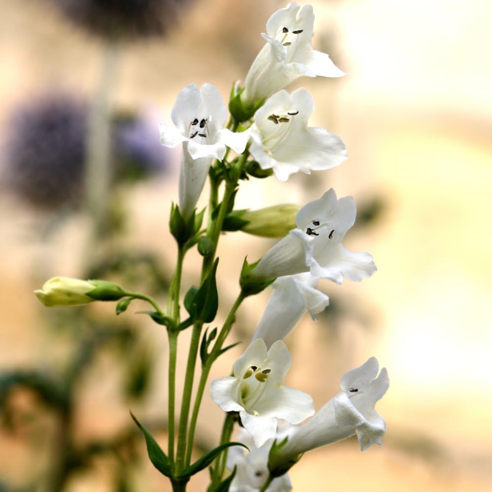 Penstemon 'Pensham Wedding Day' - Hardy Perennial - Elegant White Flowering Plant - Ideal Cottage Garden Scheme - Easy to Grow Your Own - 6X Jumbo Plugs by Thompson and Morgan (6)