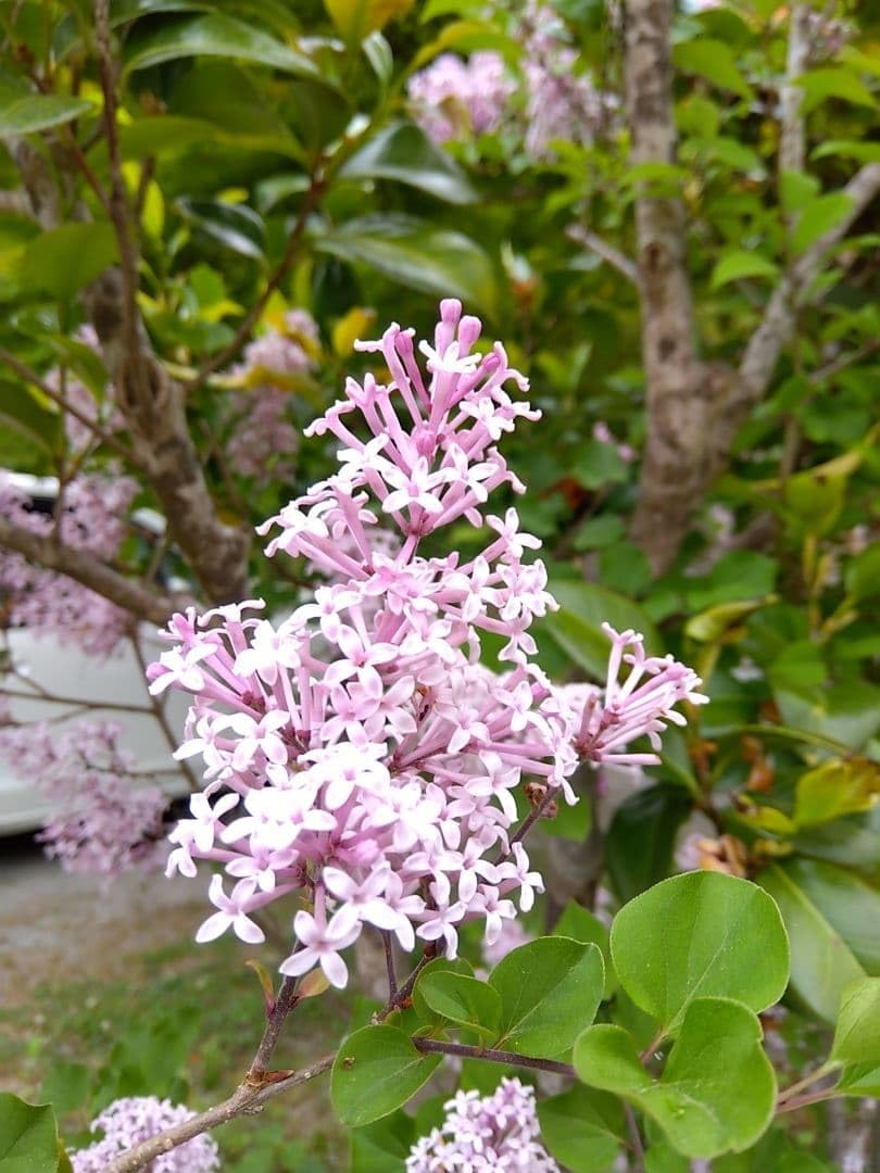 Amazon.co.jp: リラ ライラック 苗木 薄紫の花 : DIY・工具・ガーデン