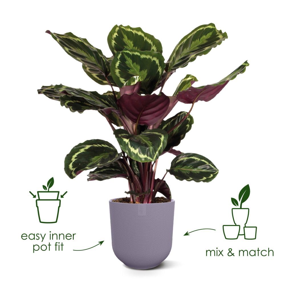 elho Jazz Round 23cm Flower Pot - Indoor Plant Pot - 100% Recycled Plastic - Unique Structure - Red/Tuscan Red