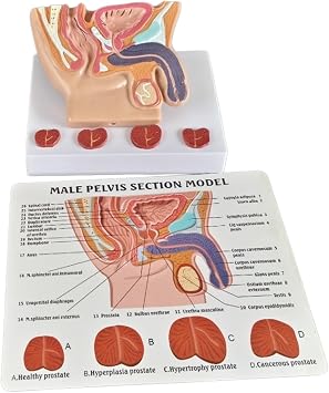 Karın Mesane Modeli - İnsan Organı Anatomik Modeli İnsan Karın Boşluğu Modeli, Mesane ve Prostat - Çalışma, Öğretim, Sunum, Erkek için