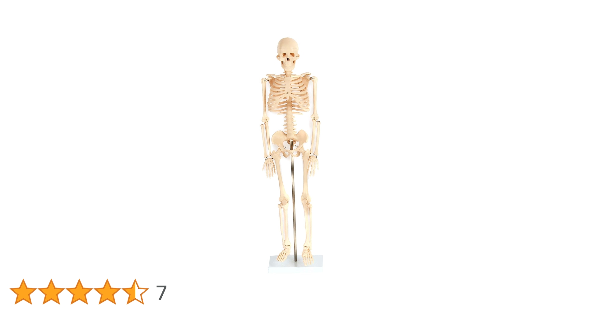 ☠️ガイコツ　医学教本　人体の骨格 新品・未使用】全身骸骨 全身骨格 1/4モデル 45cn 可動式 人体