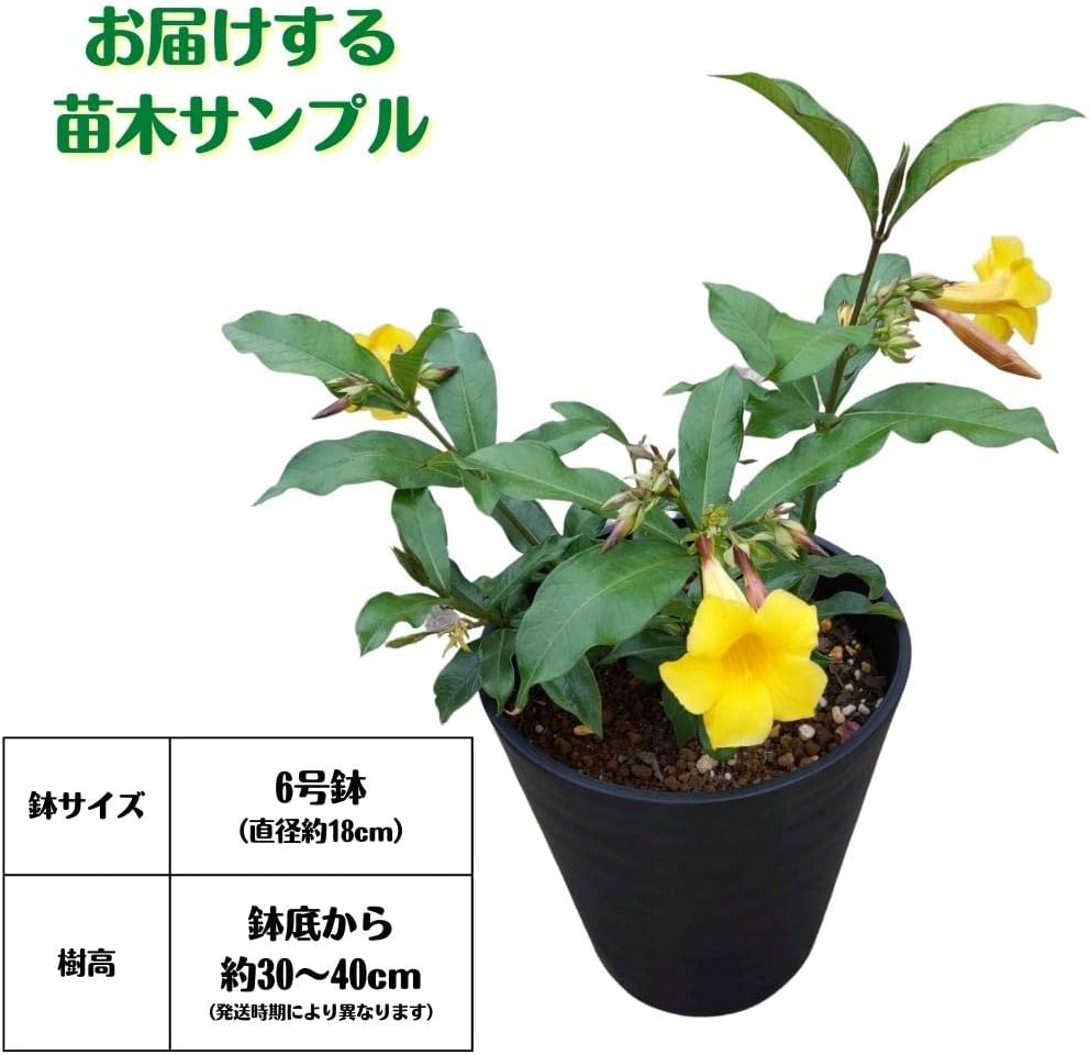 Amazon Co Jp 沖縄でもよく見かける アラマンダ 6号鉢 植え替え不要 アリアケカズラ Diy 工具 ガーデン Amazon Co Jp 沖縄でもよく見かける アラマンダ 6号鉢 植え替え不要 アリアケカズラ Diy 工具 ガーデン
