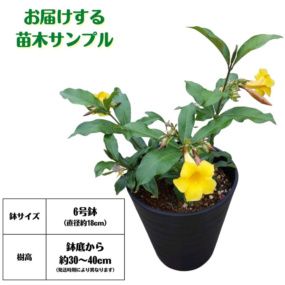 Amazon.co.jp: 沖縄でもよく見かける! アラマンダ 6号鉢 植え Amazon.co.jp: 沖縄でもよく見かける! アラマンダ 6号鉢 植え