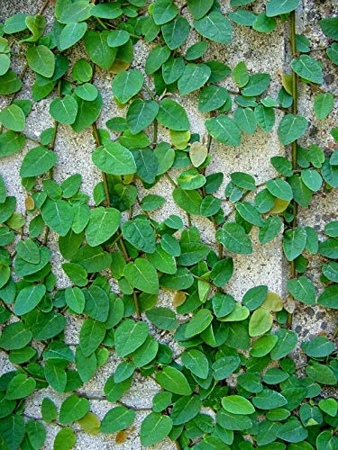 Creeping Fig, Ficus pumila 6 Fresh cuttings, no Roots, Shipped in Box - MVI Garden Decoration Creeping Fig, Ficus pumila 6 Fresh cuttings, no Roots, Shipped in Box - MVI Garden Decoration